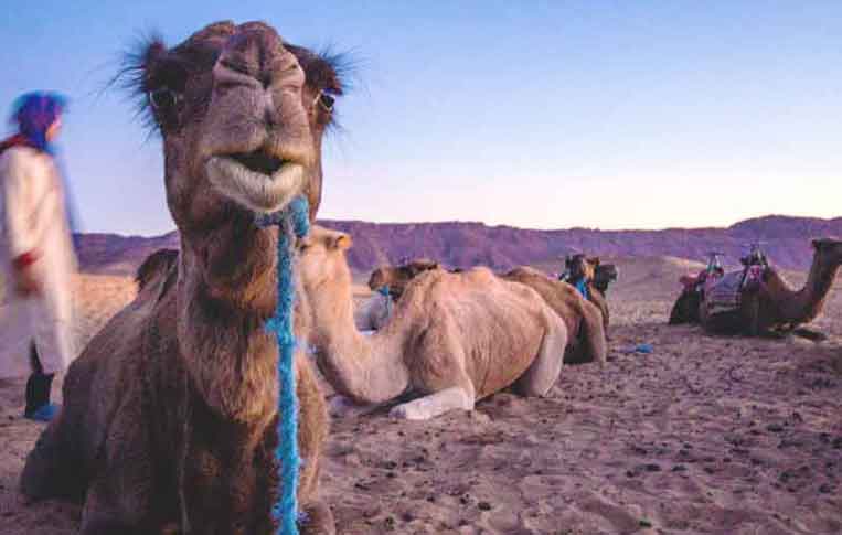 Zagora Desert Tour